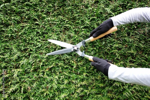 trimming a hedge