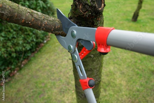 pruning branches on a tree