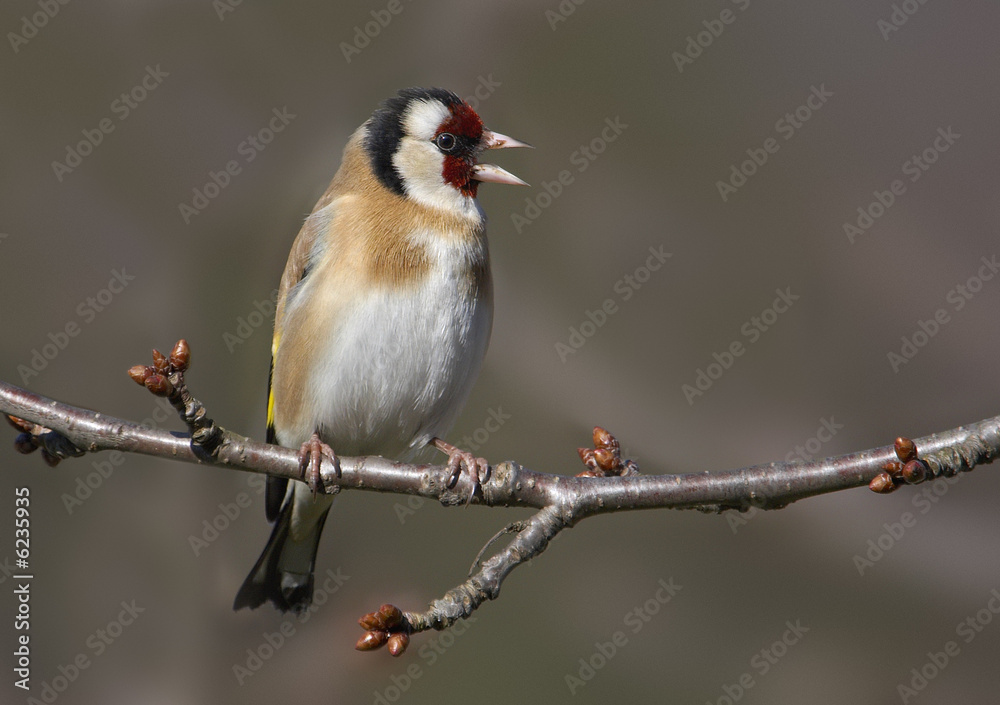 Fototapeta premium Gold finch