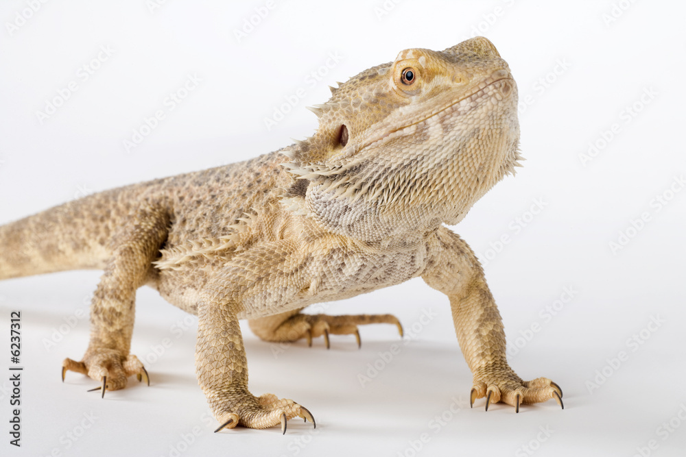 Obraz premium bearded dragon