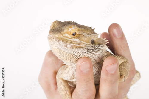 bearded Dragon on a hand