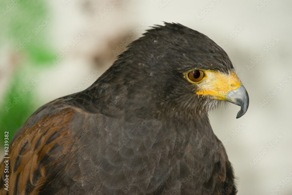 Harris Hawk (Parabuteo Unicintus) - landscape orientation Harris Hawk (Parabuteo Unicintus) - landscape orientation