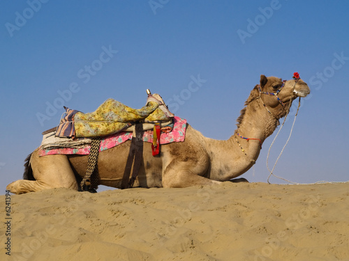 Camel sitting on sand dune
