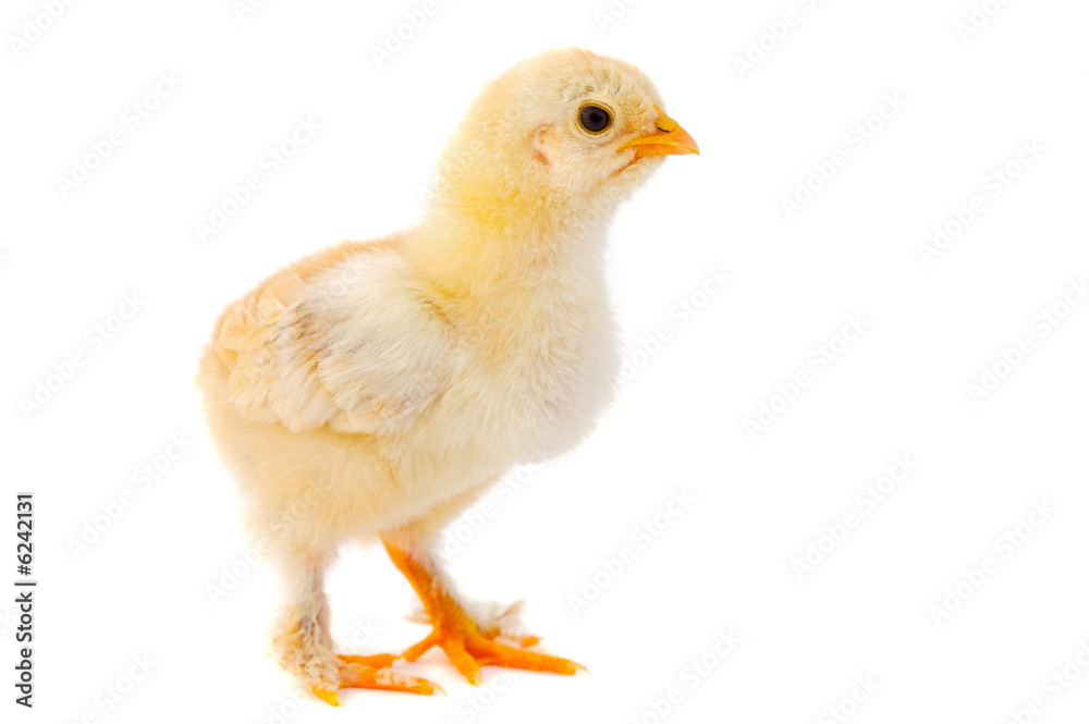 One small chicken a over white background