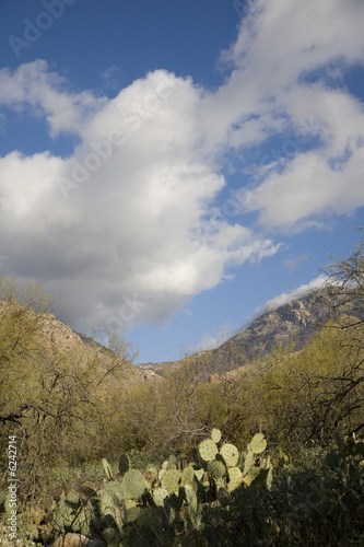 Desert landscape photo