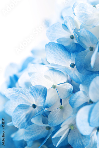 Hydrangea flowers background
