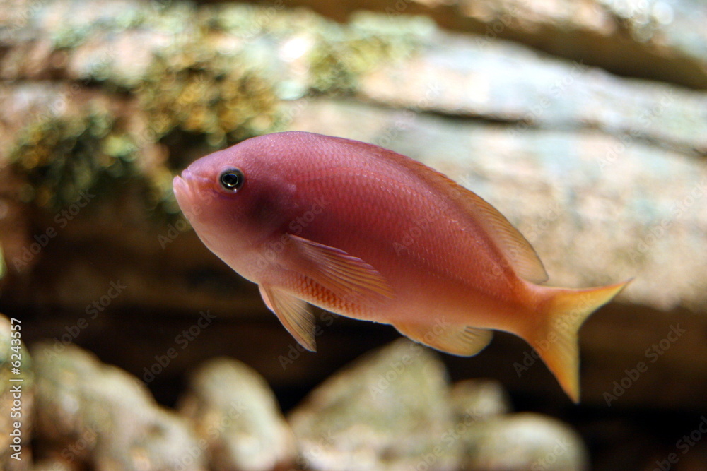 Obraz premium aquarium