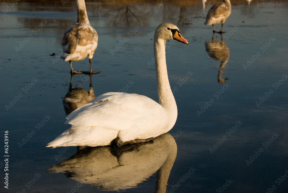 Obraz premium swans
