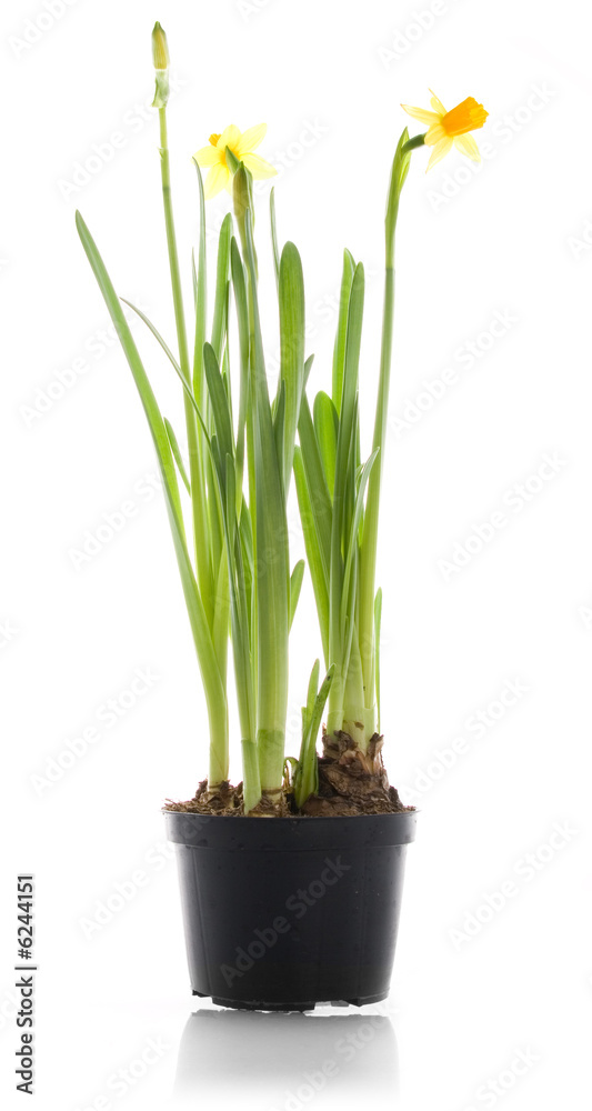 Fototapeta premium Isolated yellow daffodil flower in a pot