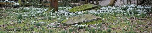  snowdrops in winter flower.