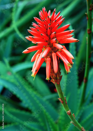 Beautiful red flower on green background.