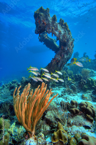 Coral reef scene 