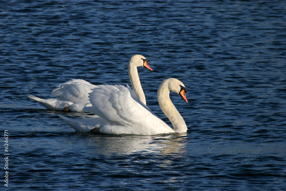 CYGNE TUBERCULE ( CYGNUS OLOR ) CYGNE TUBERCULE ( CYGNUS OLOR )