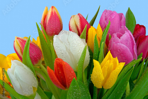 Frischer Tulpenstrauss mit Tau