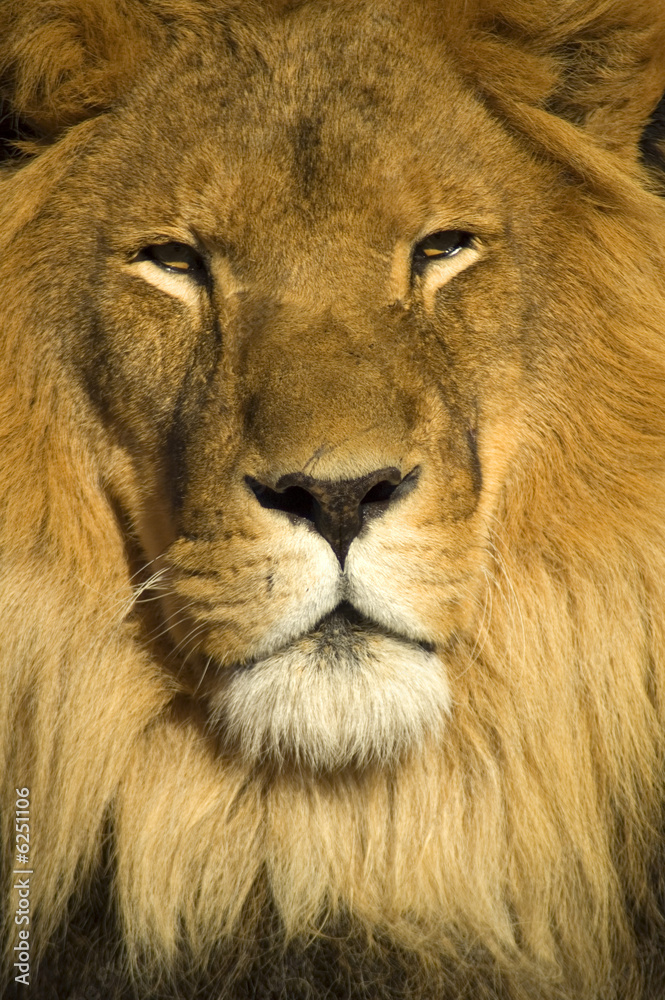 A closeup portrait of a beautiful African lion. A closeup portrait of a beautiful African lion.