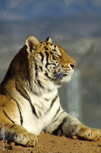 A beautiful tiger enjoys the sunshine.
