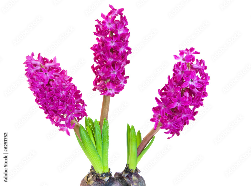 Fototapeta premium hyacinth isolated over white