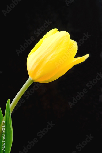 Yellow White Tulip