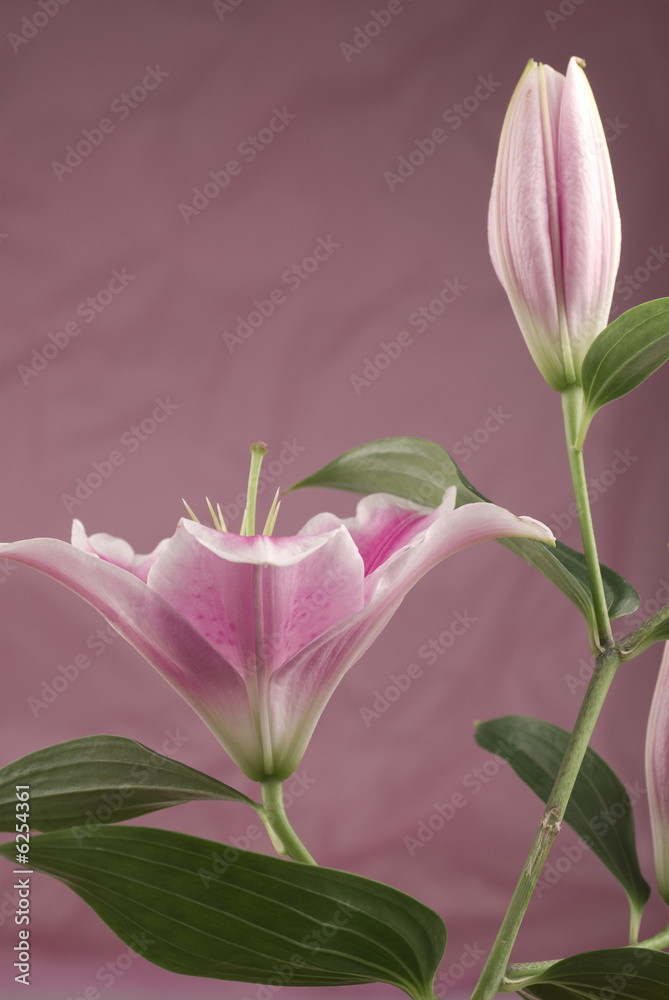 Fototapeta premium Pink Lily
