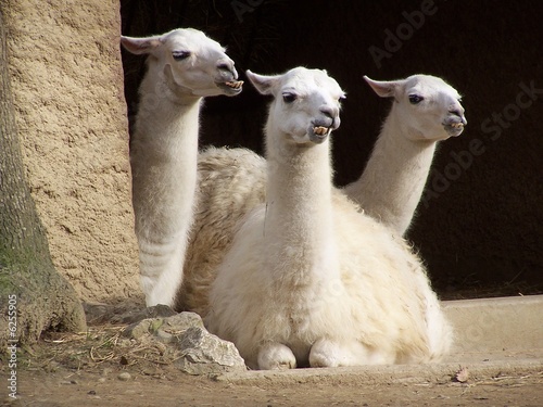 lamas photo