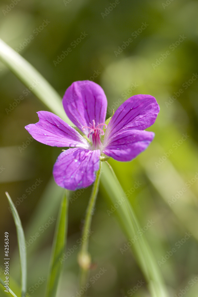 Vivid purple rural flower over green background Vivid purple rural flower over green background