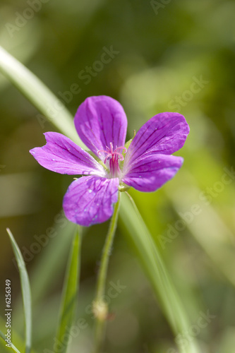 Vivid purple rural flower over green background © Olga Sapegina