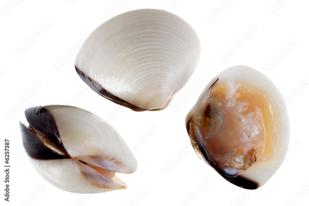 Fresh scallop detail isolated on white background