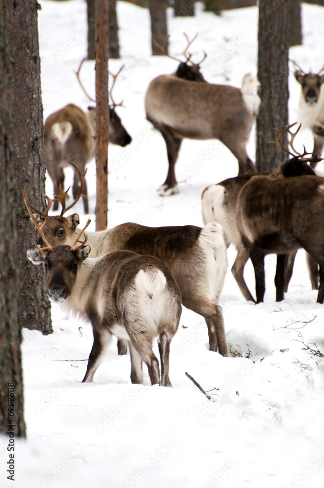 Obraz premium reindeers