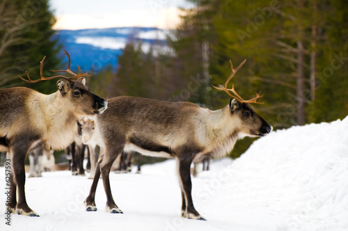 reindeers © Andreas Gradin