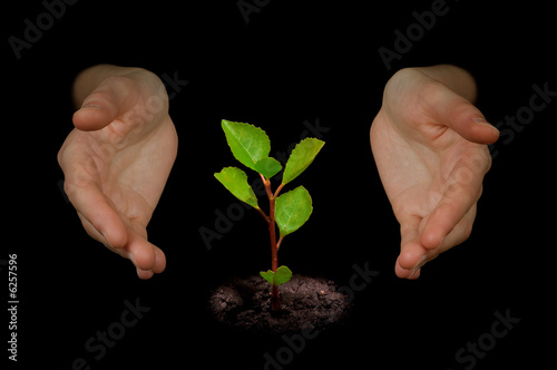 Woman's hands protecting a young growing little tree