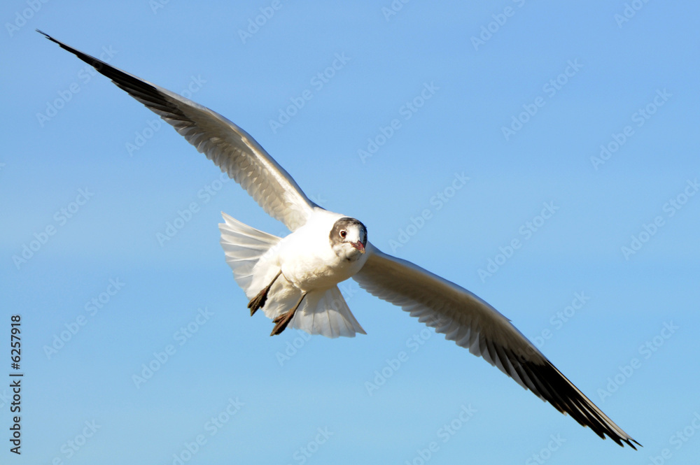 Fototapeta premium Möwe