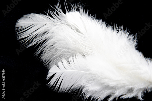 White feather on black background