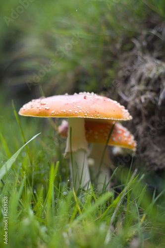 Amanita muscaria - The Fly Agaric Mushroom