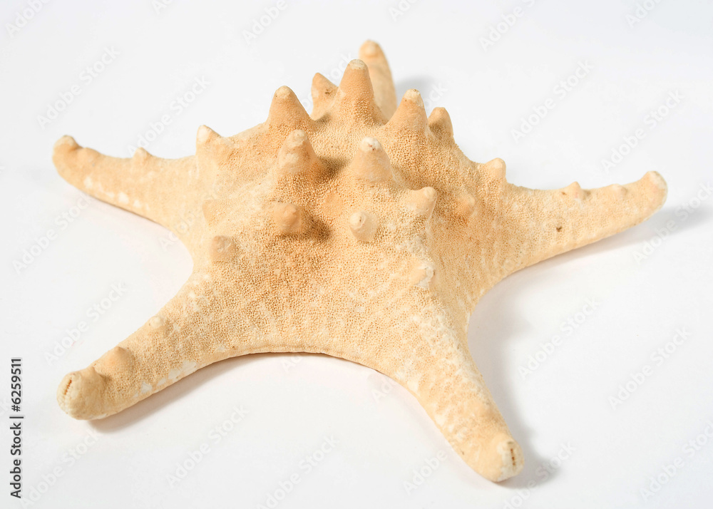 Starfish isolated on white background with shadow Starfish isolated on white background with shadow