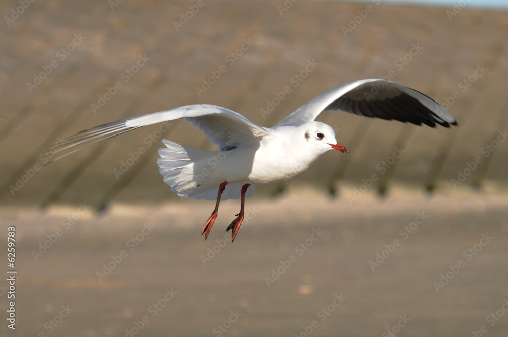 Fototapeta premium Möwe
