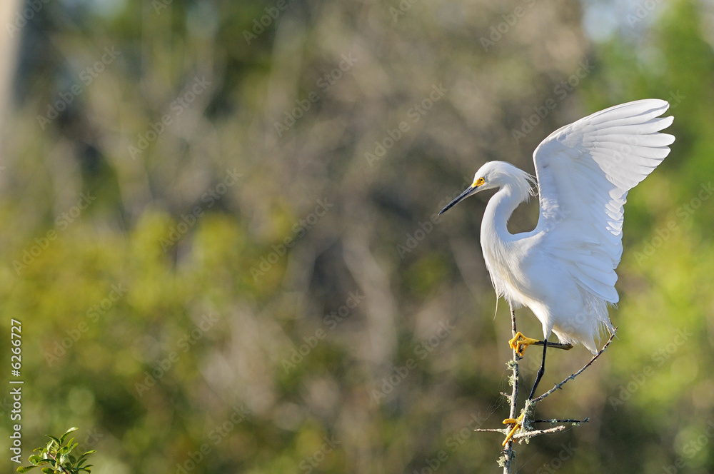 aigrette garzette neigeuse neigeux snowy egret aigrette garzette neigeuse neigeux snowy egret