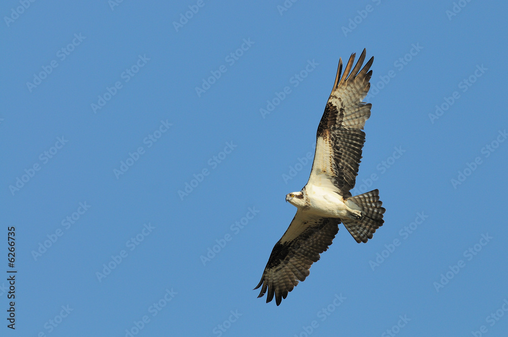 Fototapeta premium Osprey