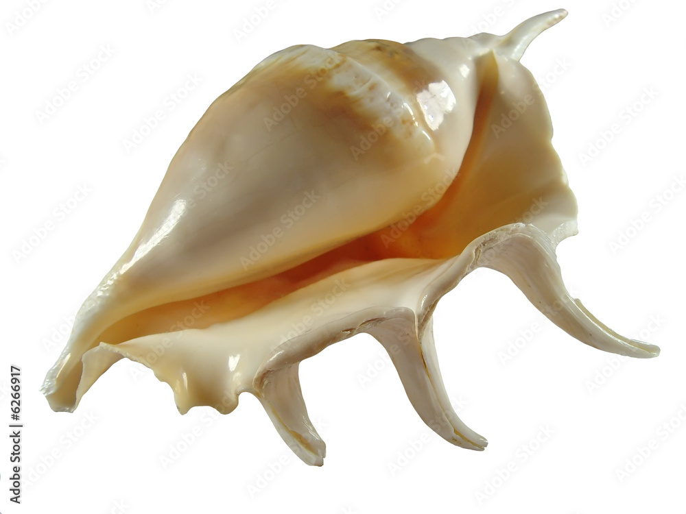 Empty shell Empty shell