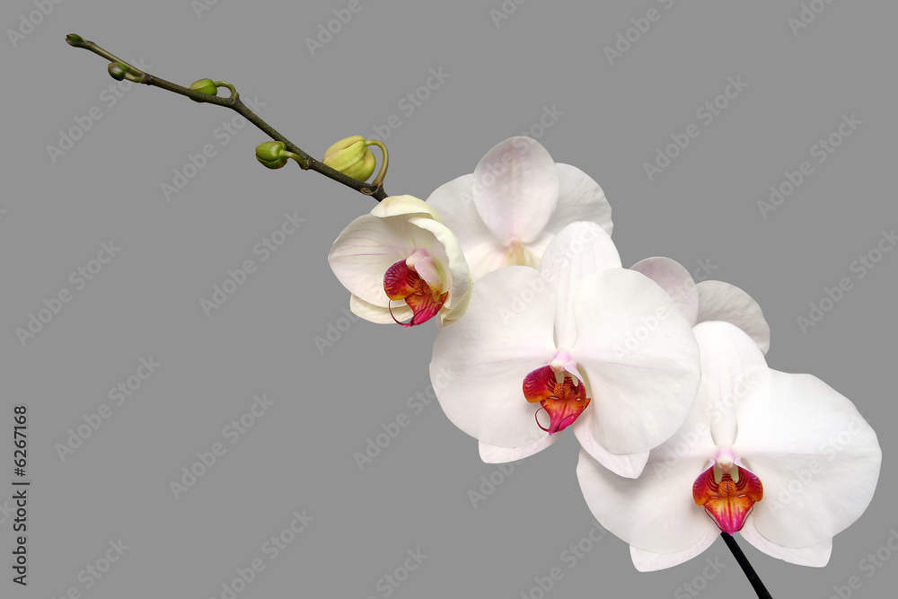 Obraz premium white orchid 