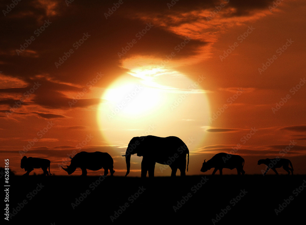 Fototapeta premium big five