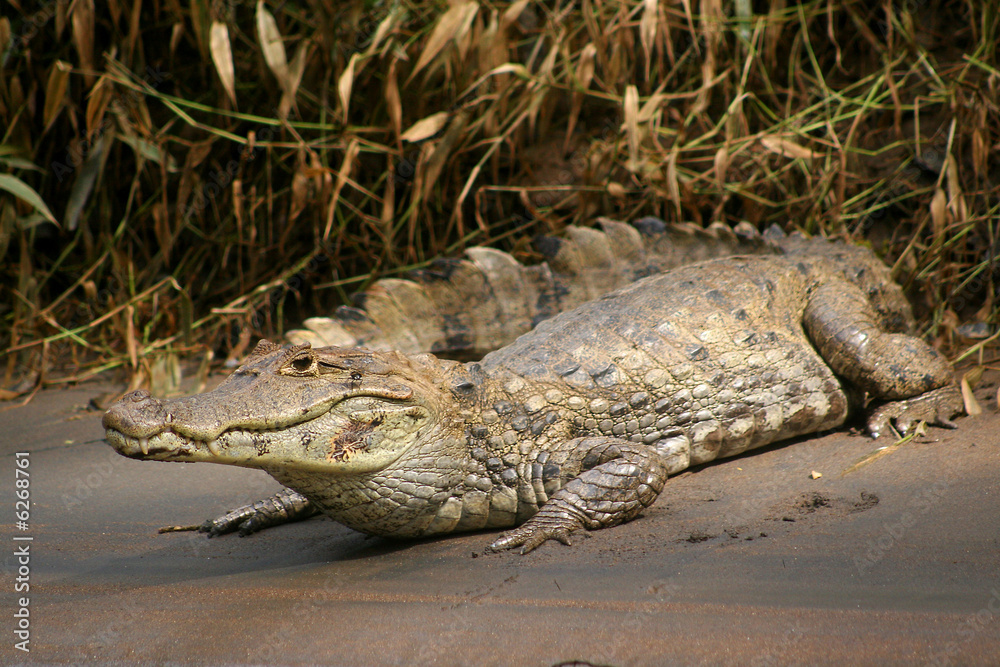 Obraz premium Kaiman