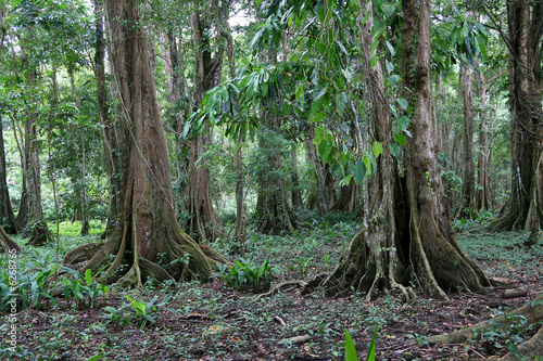 Regenwald photo