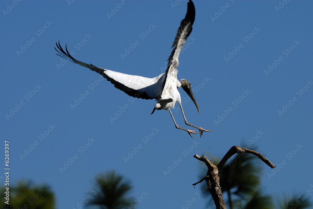 wood stork landing on the treetop wood stork landing on the treetop