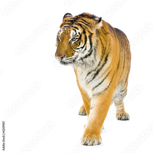 Tiger walking in front of a white background.