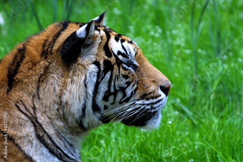 profil de tigre