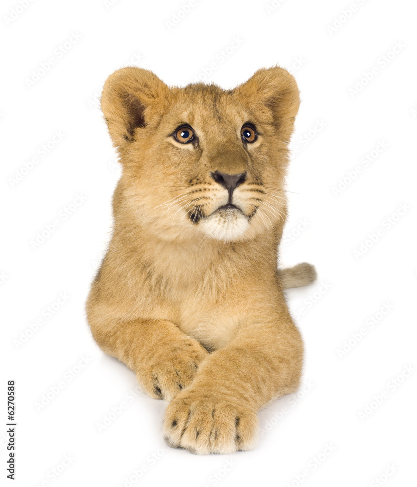 Lion Cub (6 months) Lion Cub (6 months)
