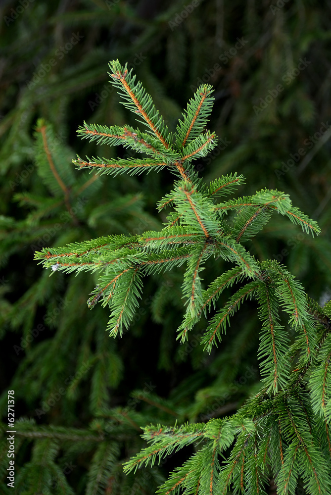 A fresh green fir bough on a dark background.