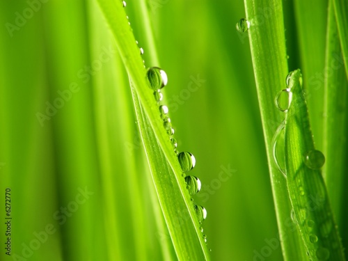 Close-up of fresh green straws with water drops #6272770