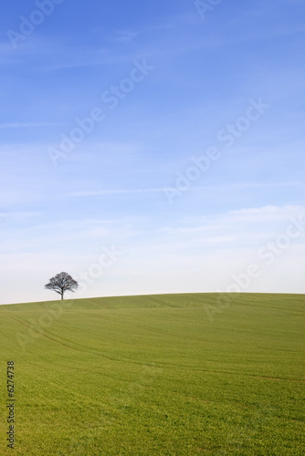 Looking across a rural english winter landscape to a lone tree