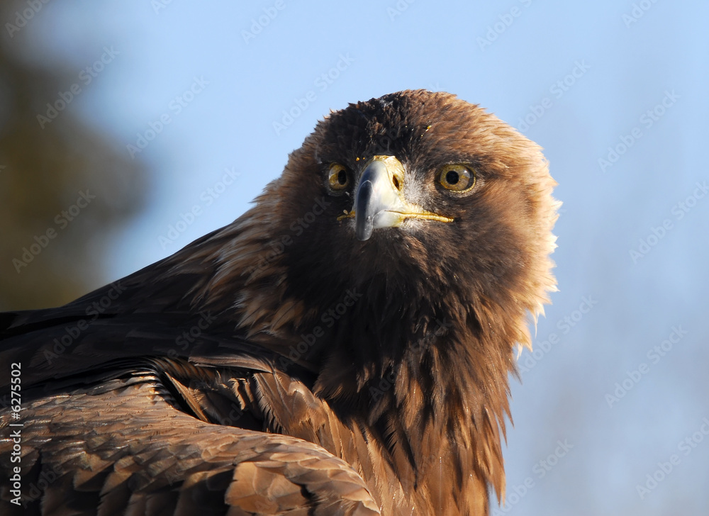 Naklejka premium Golden Eagle